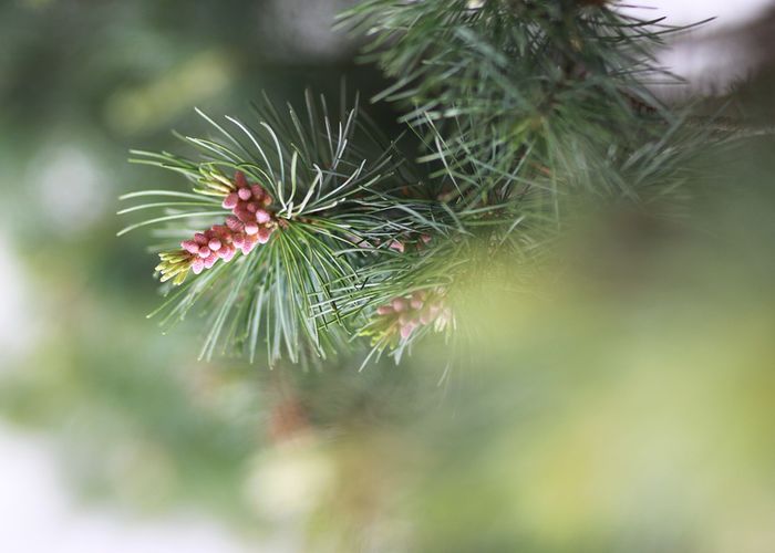 Motyw lasu w kościele